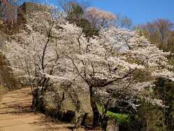 大分県の桜が見頃な花見スポット 見頃情報 開花予想 桜 お花見特集22 1ページ目 いつもnavi