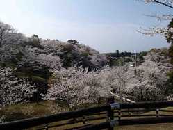 宮崎県の桜が見頃な花見スポット 見頃情報 開花予想 桜 お花見特集21 1ページ目 いつもnavi