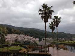 鹿児島県の桜が見頃な花見スポット 見頃情報 開花予想 桜 お花見特集21 1ページ目 いつもnavi