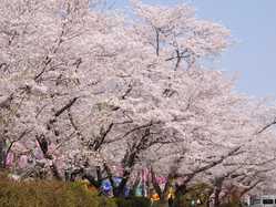 鹿児島県夜桜 ライトアップのある花見スポット 見頃情報 開花予想 21 1ページ目 ゼンリンいつもnavi