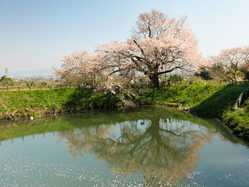 福岡県夜桜 ライトアップのある花見スポット 見頃情報 開花予想 21 1ページ目 ゼンリンいつもnavi