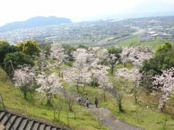 鹿児島県夜桜 ライトアップのある花見スポット 見頃情報 開花予想 21 1ページ目 ゼンリンいつもnavi