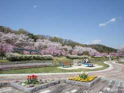 愛知県の桜が見頃な花見スポット 見頃情報 開花予想 桜 お花見特集21 1ページ目 いつもnavi