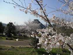 兵庫県の桜が見頃な花見スポット 見頃情報 開花予想 桜 お花見特集21 1ページ目 いつもnavi