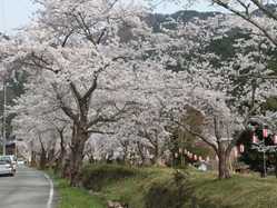 兵庫県の桜が見頃な花見スポット 見頃情報 開花予想 桜 お花見特集21 1ページ目 いつもnavi