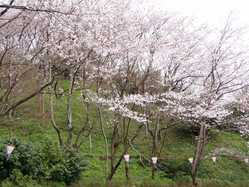 兵庫県の桜が見頃な花見スポット 見頃情報 開花予想 桜 お花見特集21 1ページ目 いつもnavi