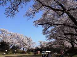 塩原 大田原周辺の桜が見頃な花見スポット 見頃情報 開花予想 桜 お花見特集21 1ページ目 いつもnavi