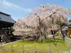 愛知県夜桜 ライトアップのある花見スポット 見頃情報 開花予想 21 1ページ目 ゼンリンいつもnavi