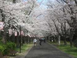 辰巳の森緑道公園の桜の開花 見頃情報 花見特集 22 ゼンリンいつもnavi