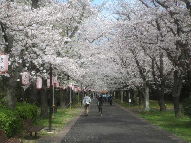 辰巳の森緑道公園の桜の開花 見頃情報 花見特集21 いつもnavi