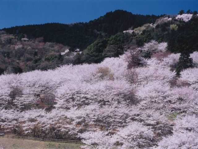 さくらの山公園の桜の開花 見頃情報 花見特集21 いつもnavi
