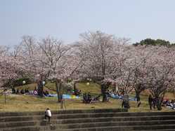 柳川 大牟田 筑後の桜が見頃な花見スポット 見頃情報 開花予想 桜 お花見特集21 1ページ目 いつもnavi