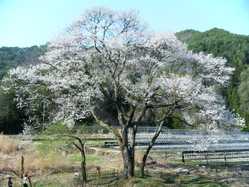 長野県の桜が見頃な花見スポット 見頃情報 開花予想 桜 お花見特集21 1ページ目 いつもnavi