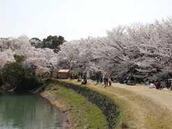 和歌山 高野山下の桜が見頃な花見スポット 見頃情報 開花予想 桜 お花見特集21 1ページ目 いつもnavi
