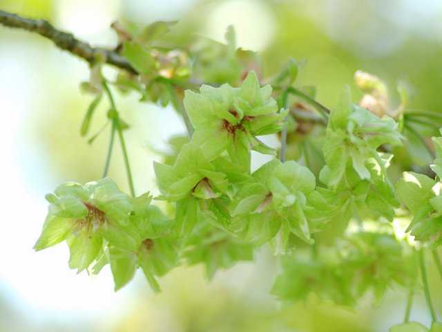 三刀屋川河川敷の桜の開花 見頃情報 花見特集21 いつもnavi