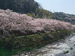 静岡県夜桜 ライトアップのある花見スポット 見頃情報 開花予想 21 1ページ目 ゼンリンいつもnavi