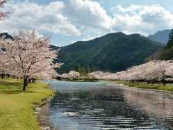 奈良南部の桜が見頃な花見スポット 見頃情報 開花予想 桜 お花見特集21 1ページ目 いつもnavi