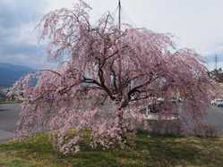 長野県夜桜 ライトアップのある花見スポット 見頃情報 開花予想 21 1ページ目 ゼンリンいつもnavi