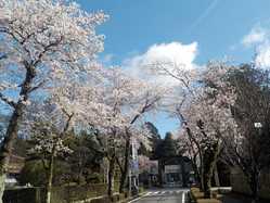 塩原 大田原周辺の桜が見頃な花見スポット 見頃情報 開花予想 桜 お花見特集21 1ページ目 いつもnavi