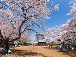 神奈川県の桜が見頃な花見スポット 見頃情報 開花予想 桜 お花見特集21 3ページ目 いつもnavi
