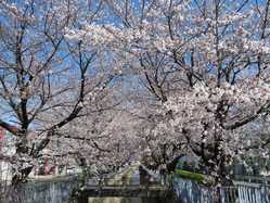 群馬県の桜が見頃な花見スポット 見頃情報 開花予想 桜 お花見特集21 1ページ目 いつもnavi