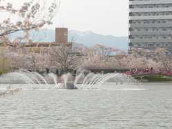 開成山公園の桜の開花 見頃情報 花見特集 22 ゼンリンいつもnavi