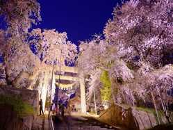 米沢の桜が見頃な花見スポット 見頃情報 開花予想 桜 お花見特集21 1ページ目 いつもnavi