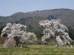 米沢の桜が見頃な花見スポット 見頃情報 開花予想 桜 お花見特集21 1ページ目 いつもnavi