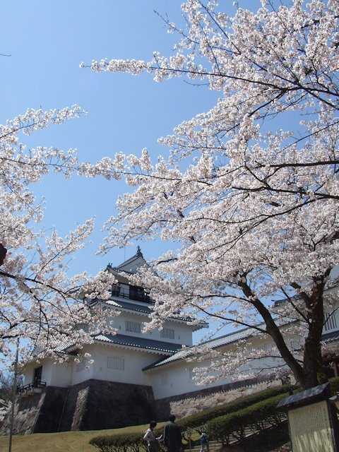 悠久山公園の桜の開花 見頃情報 花見特集 いつもnavi