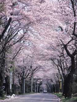 栃木県夜桜 ライトアップのある花見スポット 見頃情報 開花予想 22 1ページ目 ゼンリンいつもnavi