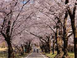 群馬県夜桜 ライトアップのある花見スポット 見頃情報 開花予想 22 1ページ目 ゼンリンいつもnavi