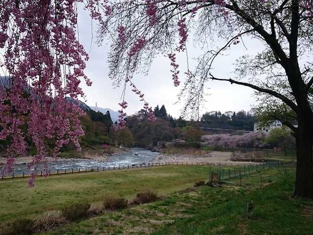 水上温泉 諏訪峡付近 の桜の開花 見頃情報 花見特集21 いつもnavi