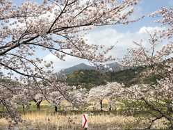 つくば市の桜が見頃な花見スポット 見頃情報 開花予想 桜 お花見特集22 1ページ目 いつもnavi