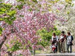 茨城県の桜が見頃な花見スポット 見頃情報 開花予想 桜 お花見特集21 1ページ目 いつもnavi