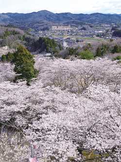 日立周辺の桜が見頃な花見スポット 見頃情報 開花予想 桜 お花見特集21 1ページ目 いつもnavi