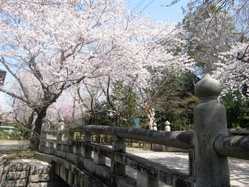 小山 佐野 足利の桜が見頃な花見スポット 見頃情報 開花予想 桜 お花見特集21 1ページ目 いつもnavi