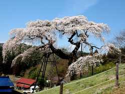 日立周辺の桜が見頃な花見スポット 見頃情報 開花予想 桜 お花見特集21 1ページ目 いつもnavi