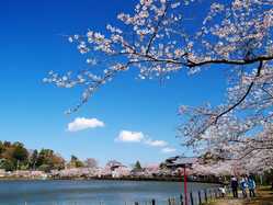 千葉県の桜が見頃な花見スポット 見頃情報 開花予想 桜 お花見特集22 1ページ目 いつもnavi