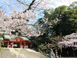 千葉県夜桜 ライトアップのある花見スポット 見頃情報 開花予想 21 1ページ目 ゼンリンいつもnavi