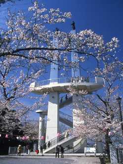 千葉県夜桜 ライトアップのある花見スポット 見頃情報 開花予想 21 1ページ目 ゼンリンいつもnavi