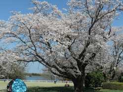 千葉県の桜が見頃な花見スポット 見頃情報 開花予想 桜 お花見特集21 1ページ目 いつもnavi