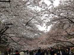 東京 桜 満開 予想