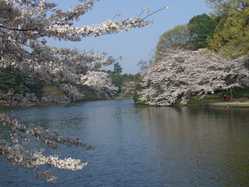 大宮の桜が見頃な花見スポット 見頃情報 開花予想 桜 お花見特集21 1ページ目 いつもnavi