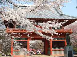 千葉県の桜が見頃な花見スポット 見頃情報 開花予想 桜 お花見特集21 1ページ目 いつもnavi