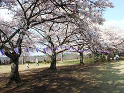 黒磯公園の桜の開花 見頃情報 花見特集 21 ゼンリンいつもnavi