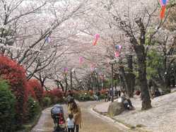 王子の桜が見頃な花見スポット 見頃情報 開花予想 桜 お花見特集21 1ページ目 いつもnavi