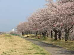 栃木県夜桜 ライトアップのある花見スポット 見頃情報 開花予想 21 1ページ目 ゼンリンいつもnavi