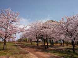 東京都の桜が見頃な花見スポット 見頃情報 開花予想 桜 お花見特集22 1ページ目 いつもnavi