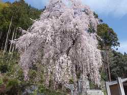 青梅 福生 奥多摩の桜が見頃な花見スポット 見頃情報 開花予想 桜 お花見特集21 1ページ目 いつもnavi