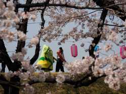 青梅 福生 奥多摩の桜が見頃な花見スポット 見頃情報 開花予想 桜 お花見特集21 1ページ目 いつもnavi